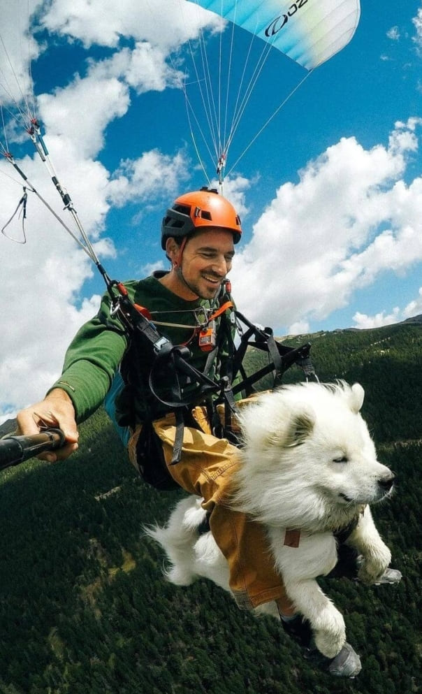 Shams paragliding dog Col du Granon Alpes France