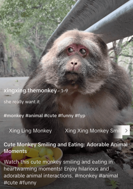 #animal a popular nature hashtag on TikTok
