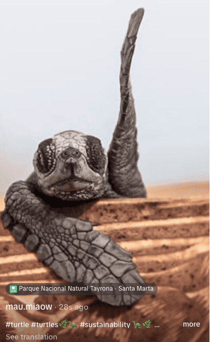 #turtle a popular sustainability hashtag on TikTok